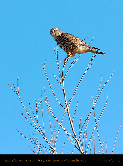 Prairie_Merlin_Female_4149