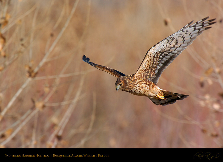 Harrier_Hunting_5117