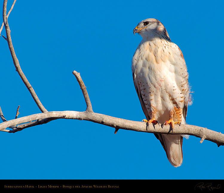 LightMorph_FerruginousHawk_3437M