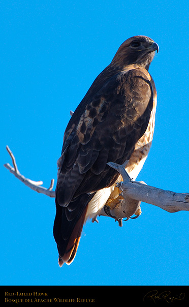 Red-Tailed_Hawk_X9068