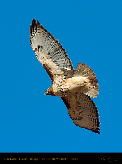 Red-Tailed_Hawk_1948