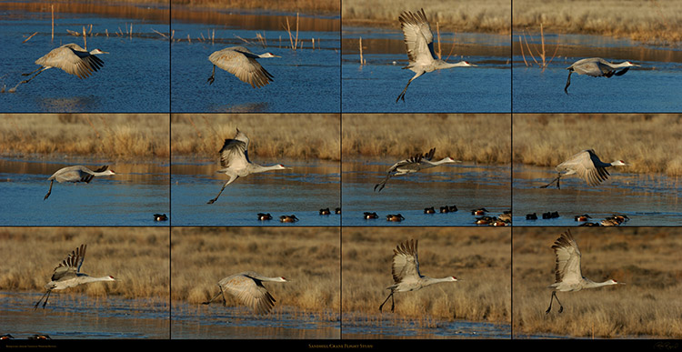 SandhillCrane_FlightStudy_XXXLs