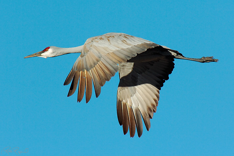 SandhillCrane_Flight_2050s