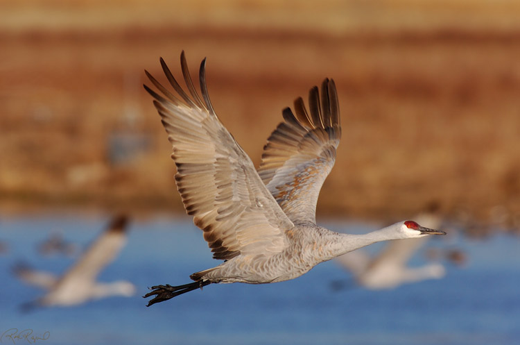 SandhillCrane_Flyout_HS0729s