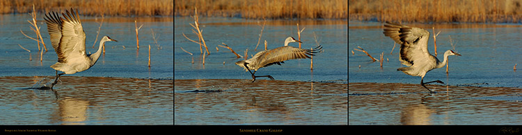 SandhillCrane_Gallop_5744_45_46XXLs