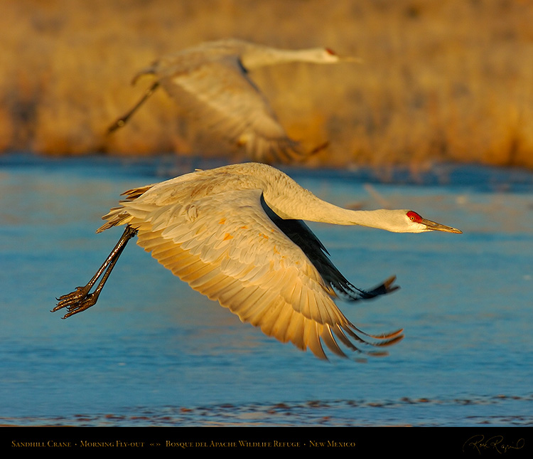 SandhillCrane_MorningFlyout_5654Ms