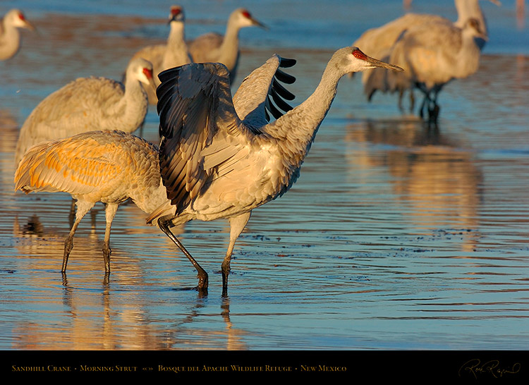 SandhillCrane_MorningStrut_5669s