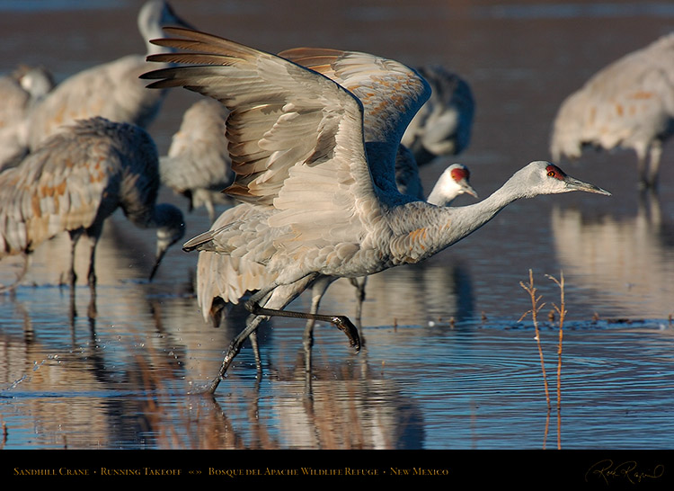 SandhillCrane_Running_5845s