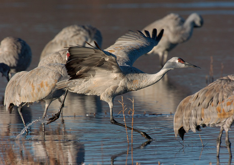 SandhillCrane_Running_5846LG