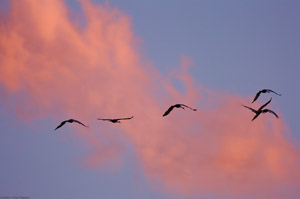 SandhillCrane_Sunset_HS8373