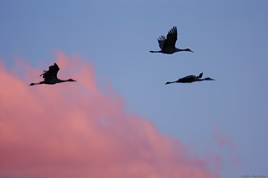 SandhillCrane_Sunset_HS8376