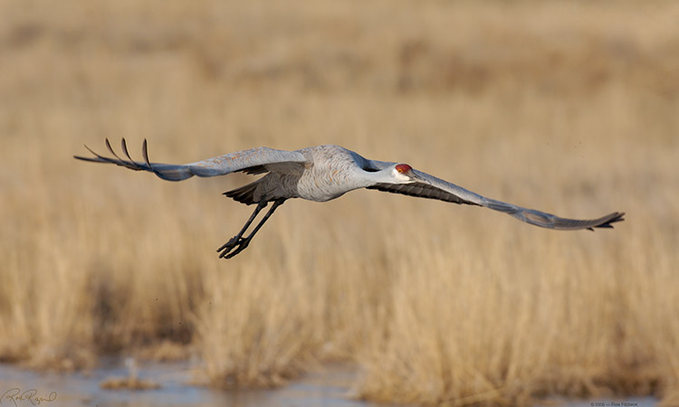 SandhillCrane_X0947LG