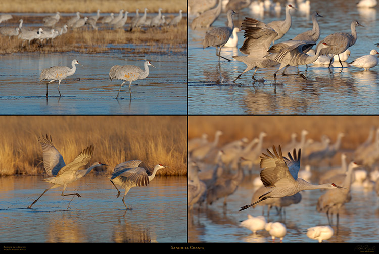 SandhillCranes_Bosque_delApache_SXXL