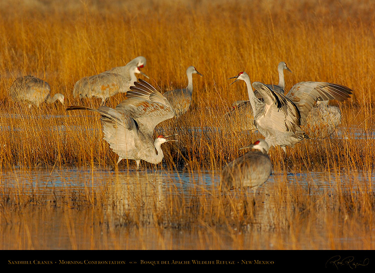 SandhillCranes_MorningConfrontation_2814s