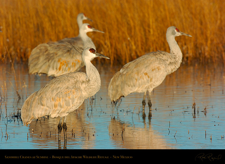 SandhillCranes_Sunrise_2799s