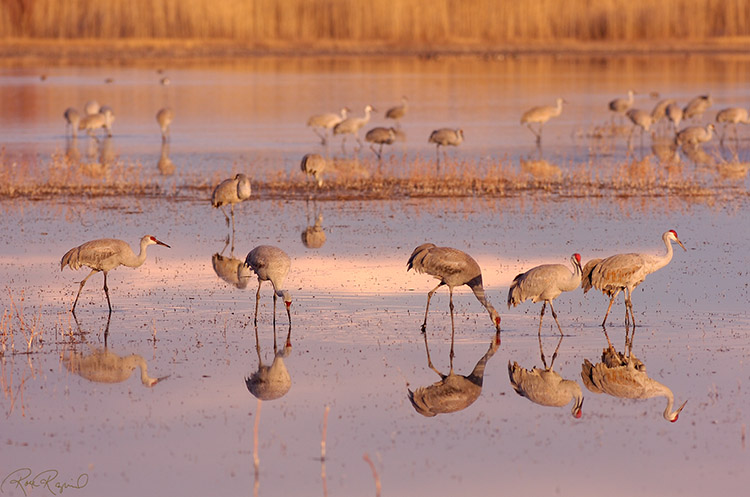 SandhillCranes_SunsetReflections_HS8174s