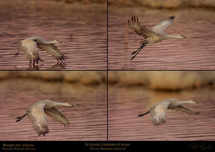 SandhillJuv_MauveTakeoff_s