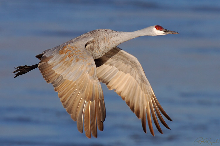 Sandhill_MorningTakeoff_HS0724s