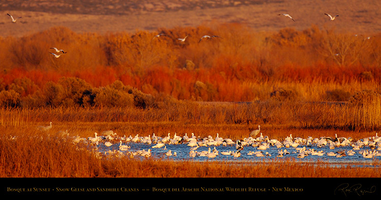 Bosque_Snow_Geese_at_Sunset_X3432_pano