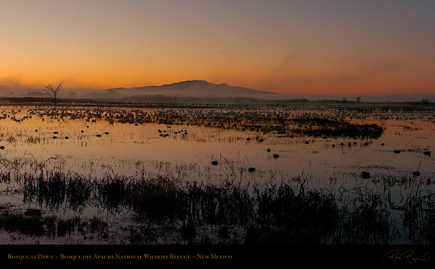 Bosque_delApache_Dawn_2281_16x9