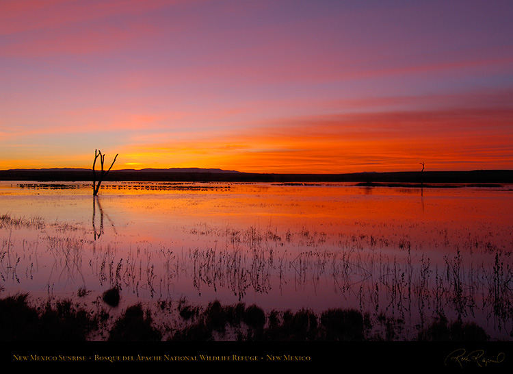 Bosque_delApache_Dawn_X0840