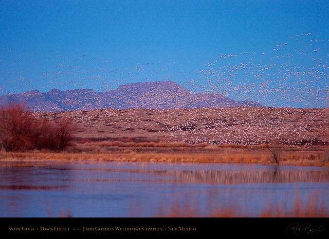 Snow_Geese_Dawn_Flyout_HS8386