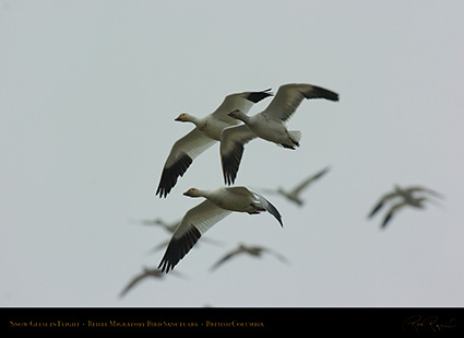 SnowGeese_9046