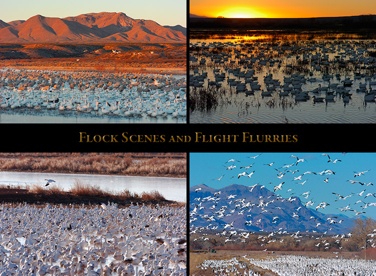 FlockScenes
