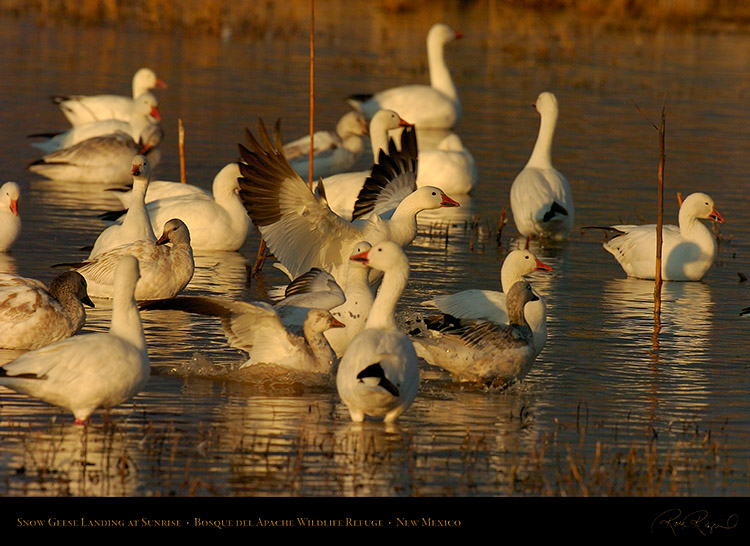 SnowGeese_Landing_atSunrise_3684