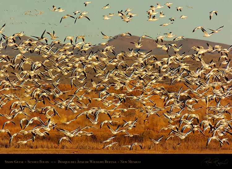 SnowGeese_SunsetFly-in_3071