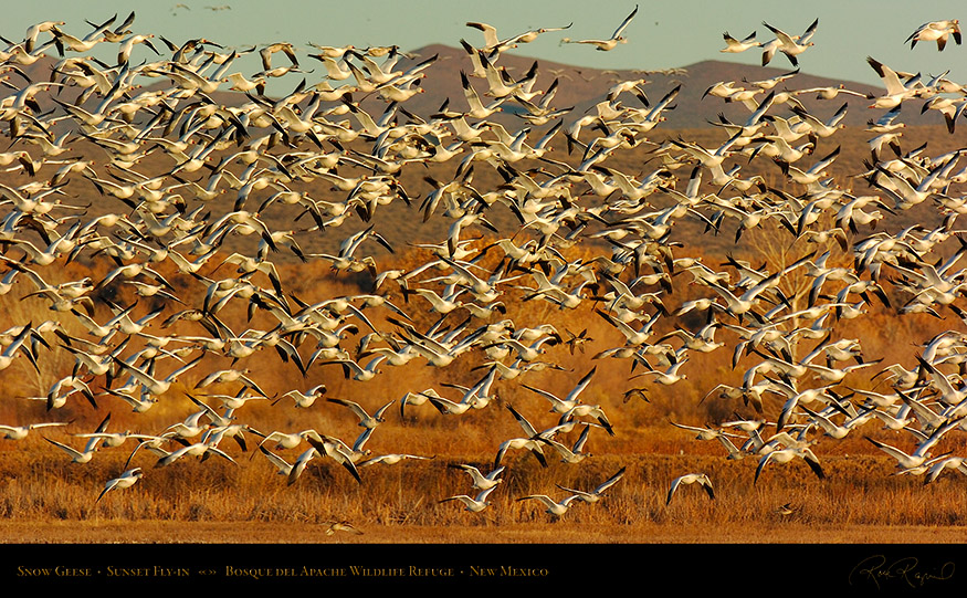 SnowGeese_SunsetFly-in_3072_16x9