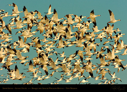 SnowGeese_SunsetFly-in_3076