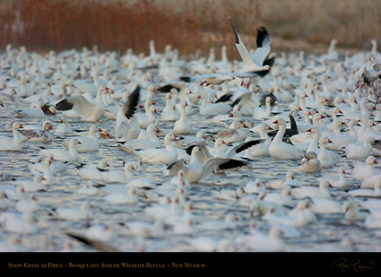 SnowGeese_atDawn_4353