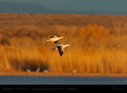 SnowGeese_SunsetFly-in_6909
