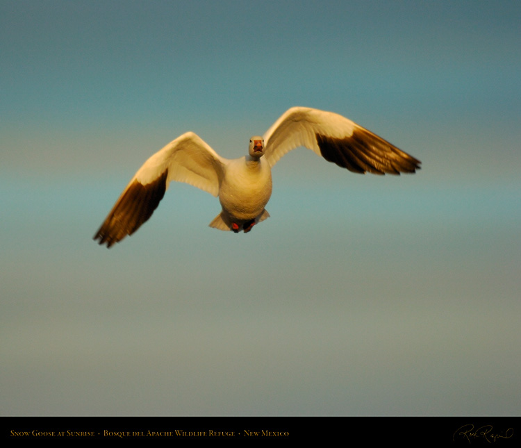 SnowGoose_atSunrise_6453M