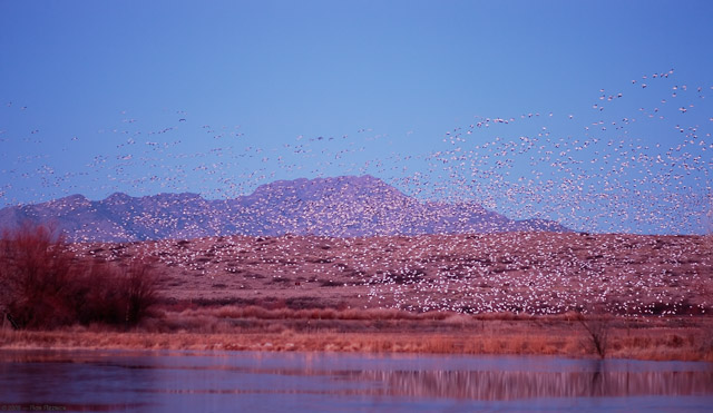 SnowGeese_DawnFlyout_HS8386