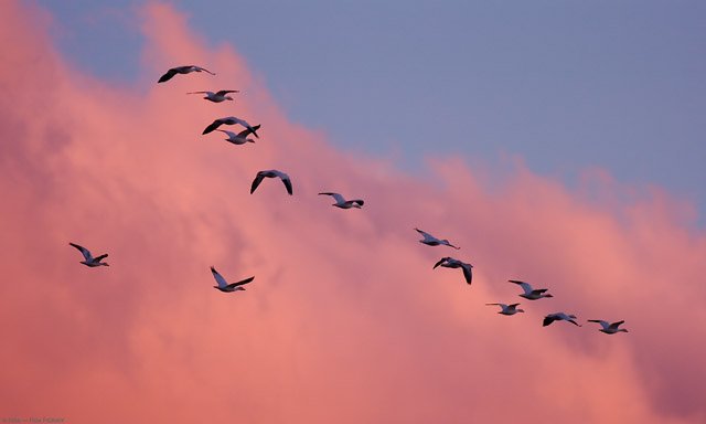 SnowGeese_Sunset_HS8379