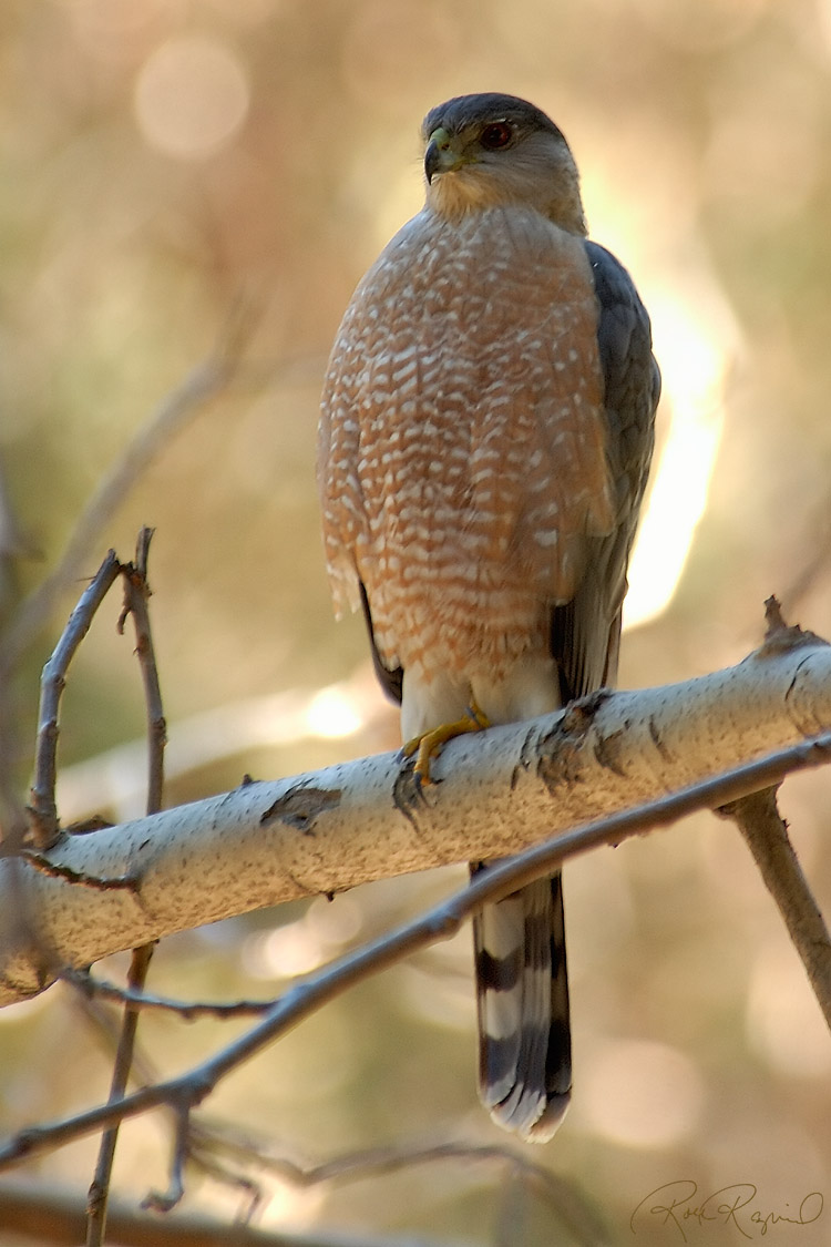 CoopersHawk_1668
