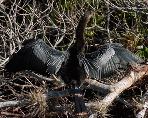 Anhinga_DryingWings_2193