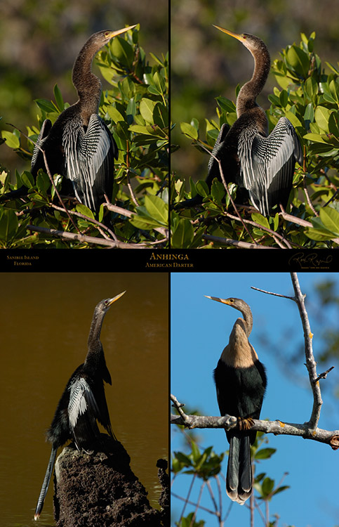 Anhinga_Sanibel_XXL