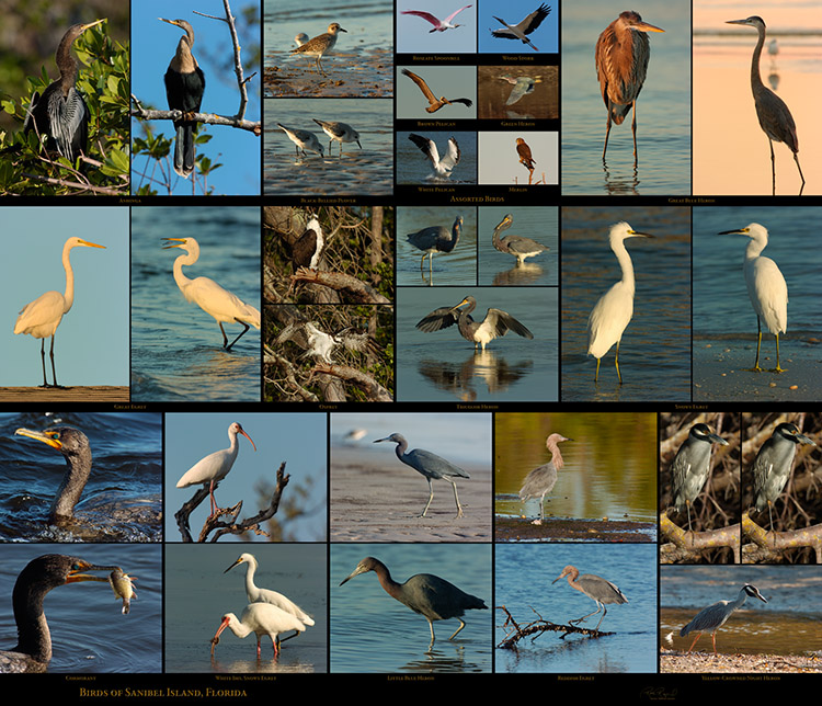 Birds_of_Sanibel_XXXL