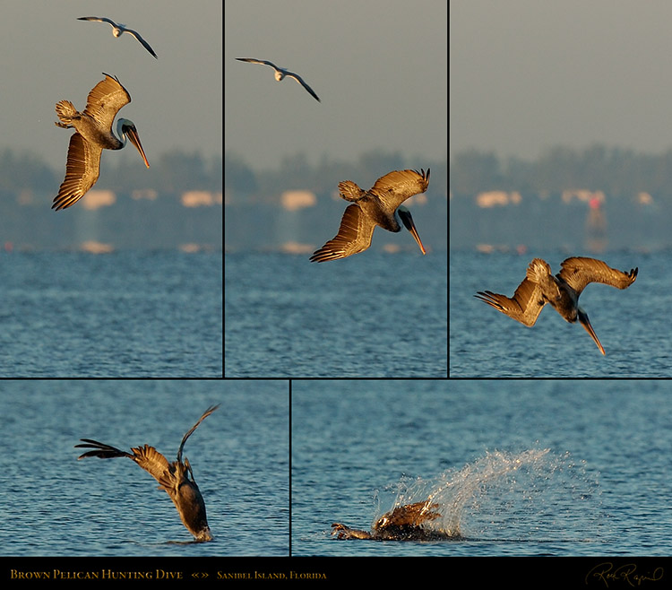 BrownPelicanHunting_Sunrise