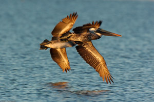 BrownPelicanHunting_Sunrise_1287