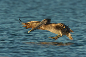 BrownPelican_Landing_1396