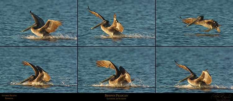 BrownPelican_Landing_SXL