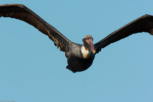 BrownPelican_Sunrise_0574