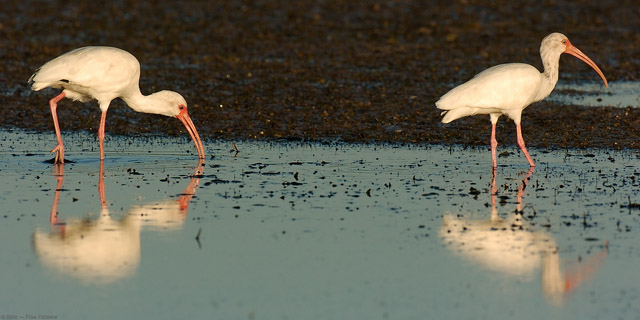 Ibis_Feeding_Sunrise_1457