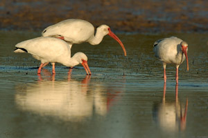 Ibis_Feeding_Sunrise_1494