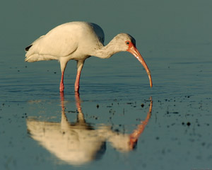 Ibis_Feeding_Sunrise_1514