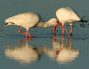 Ibis_Feeding_Sunrise_1532